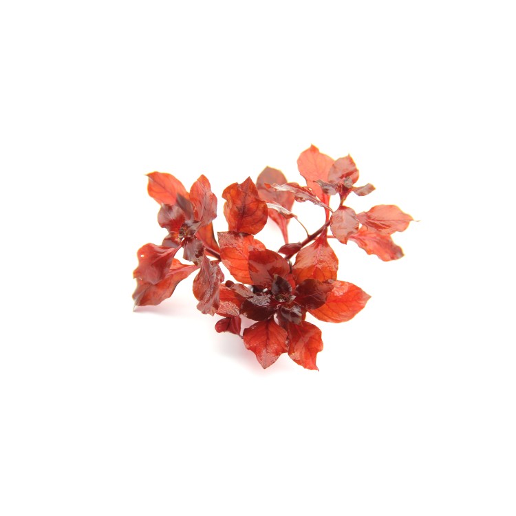 Planta acvariu Dennerle Ludwigia sp Super Red - imagine 7